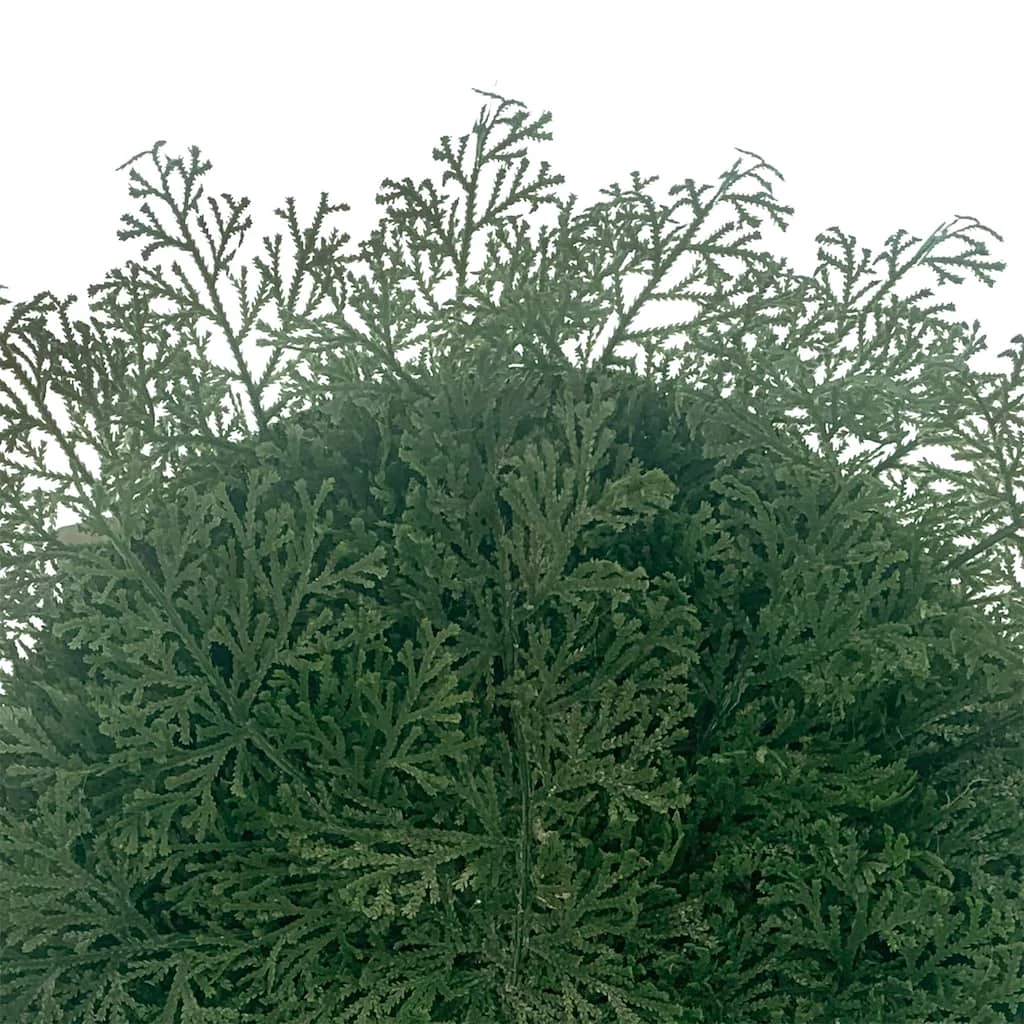 Hot Sale ๐งจ Fern ๐ Christmas Placemat by Celebrate It™ ๐ - Image 2